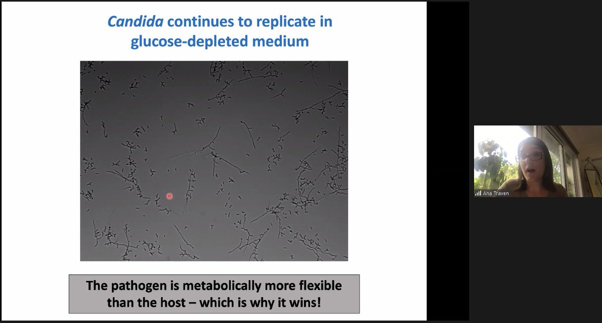 EMBLAustralia's tweet photo. Heading the #2021EAPS Infection &amp; Immunity theme, Ana Traven @TravenLab talks about how C. albicans outmaneuvers its host metabolically. 

@EMBLAuSymposium https://t.co/ukpbxBCQOl