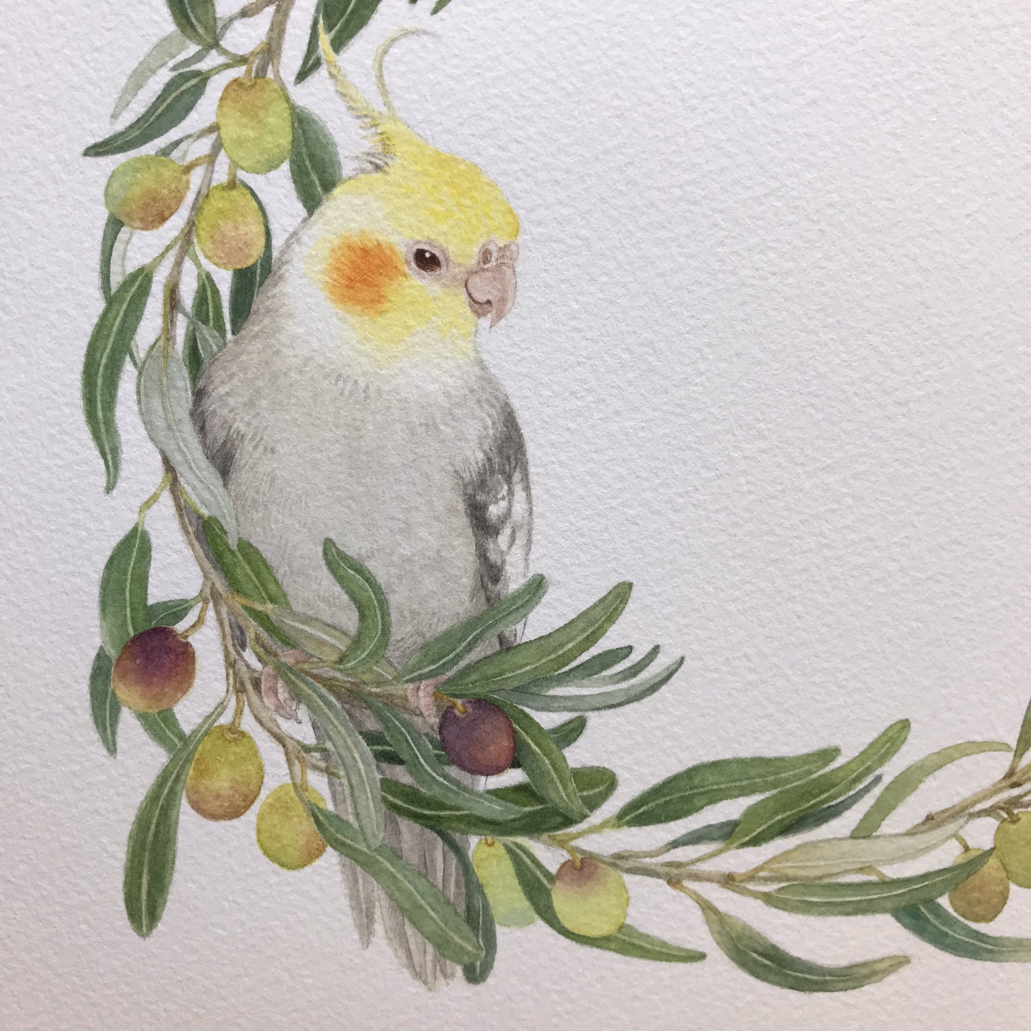 とりのこ事務所 オカメインコ描いてみました 平和の象徴オリーブとともに ほっこりやさしいきもち T Co 0grhwab36v Twitter