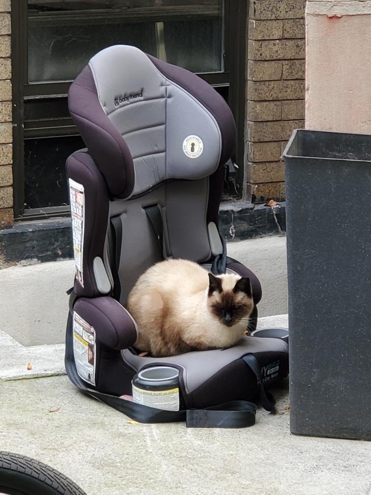 Bodegacats_'s tweet photo. https://t.co/LUjAvg4w09