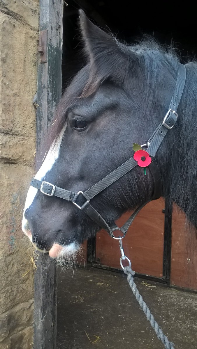 equinepathwaysuk tweet media