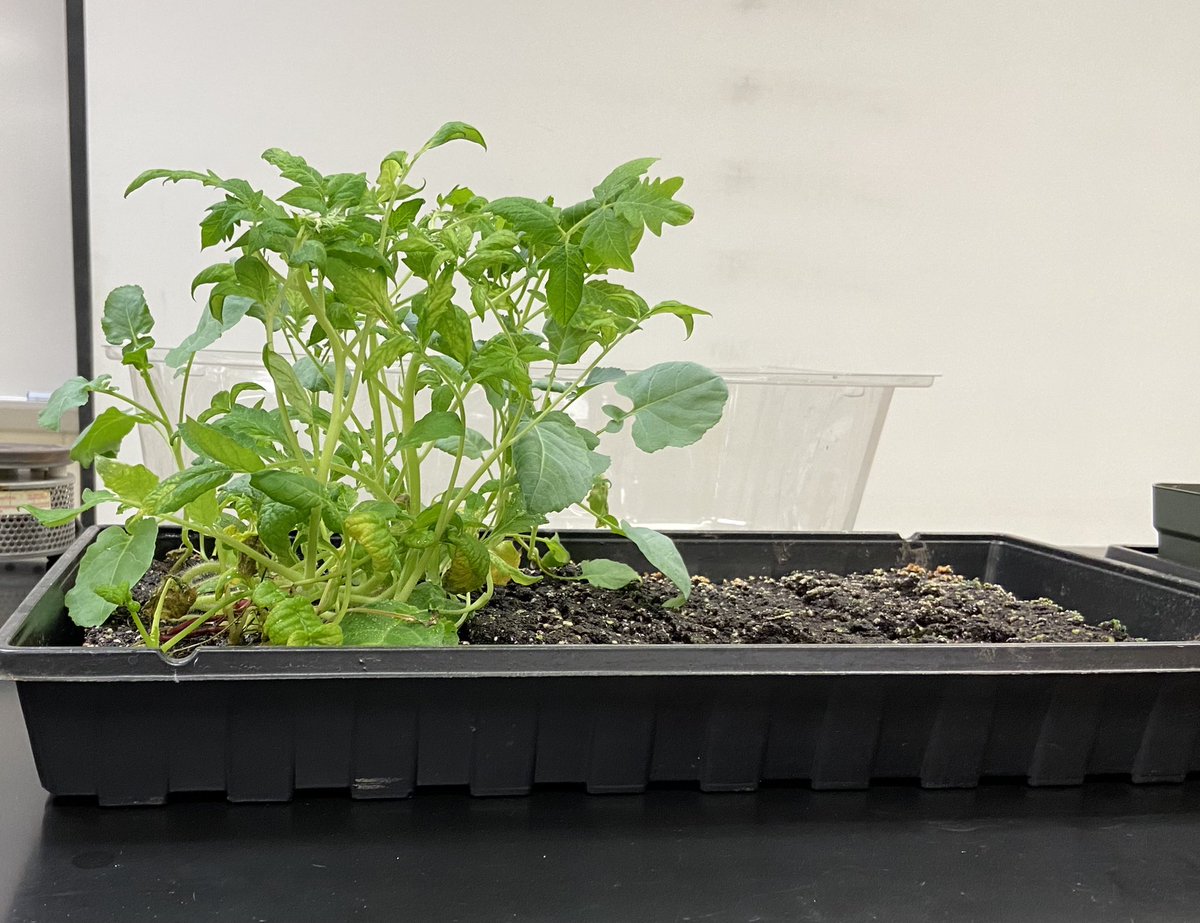 Fremd Science Club tweet media