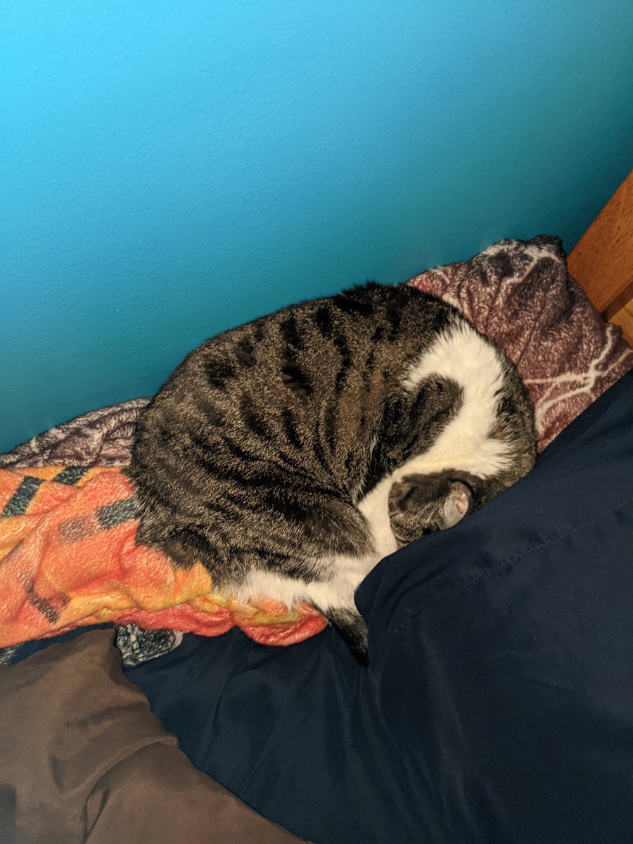 Bep0_XD's tweet photo. @NoVa07_ow Yes socks is cool cat. Also it was great playing with you my other brain cell it twas fun https://t.co/8lGzcEe9GJ