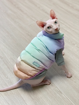 petmaxdesign's tweet photo. Cute sphinx cat！🥰
#Sphinxcat  #cat #catlove https://t.co/lY0UjaZfwd
