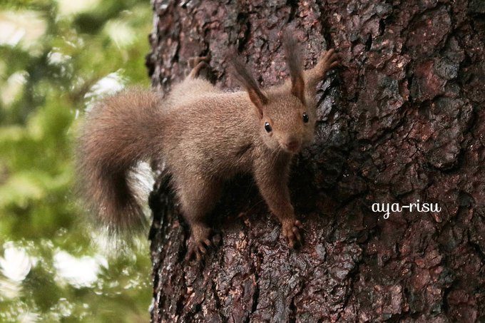 仔リスのtwitterイラスト検索結果