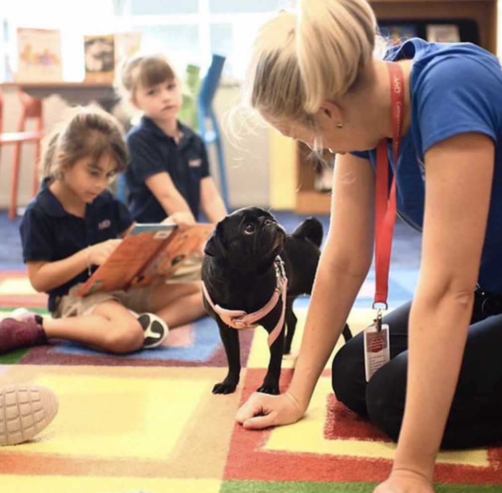 readingdogsuae's tweet photo. Meet the team // Catherine and Millie.

Pugs are known to be sociable and gentle and Millie is no exception.  Perfectly trained she responds well to commands.  She loves interacting with people and will happily find a comfy spot to settle in for story time  #readingdogsuae https://t.co/yIkeTAHnbs