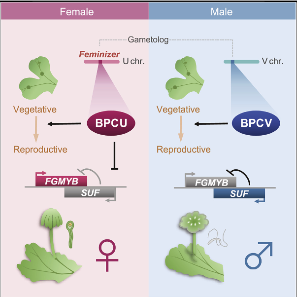MonashBiol's tweet photo. Iwasaki et al. identify a female sex determinant, Feminizer, on the female sex chromosome of a haploid plant, Marchantia polymorpha. The liverwort sex chromosomes diverged around 430 mya, older than any known sex chromosome systems. https://t.co/rYAAjkdXiO #MonashGeneticsHealth https://t.co/v4KvPNEnKl