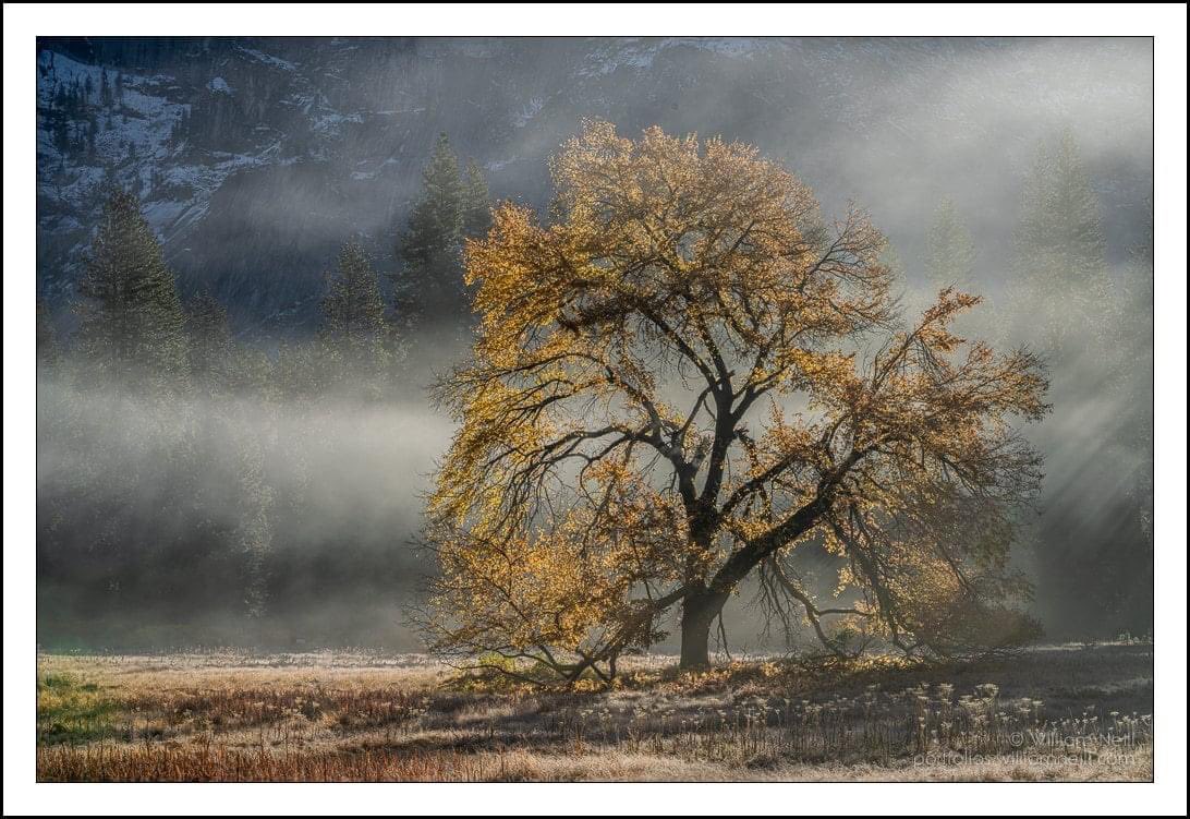 William Neill tweet media