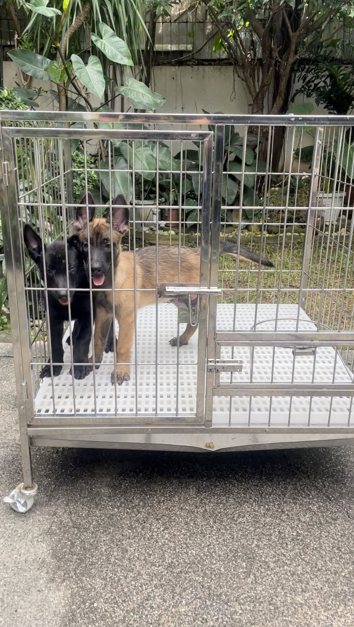 Belgian malinois cheap cage size