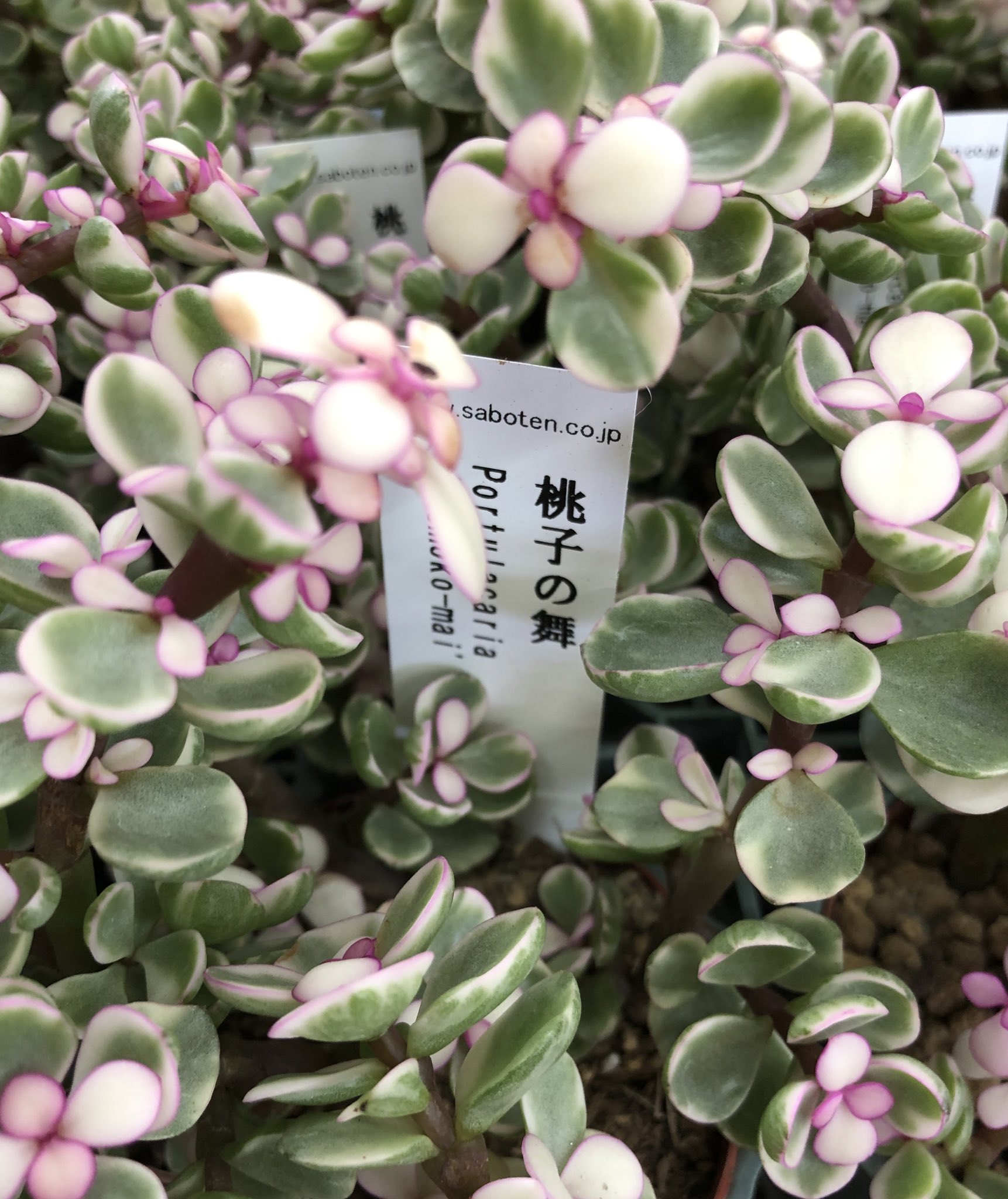 ガーデンマルシェ 下関 防府 防府店 多肉植物 ポーチュラカ 桃子の舞 入荷 ほんのりピンク色がかわいいですよ 多肉植物 ポーチュラカ ピンク T Co Nazcqtfjrj Twitter