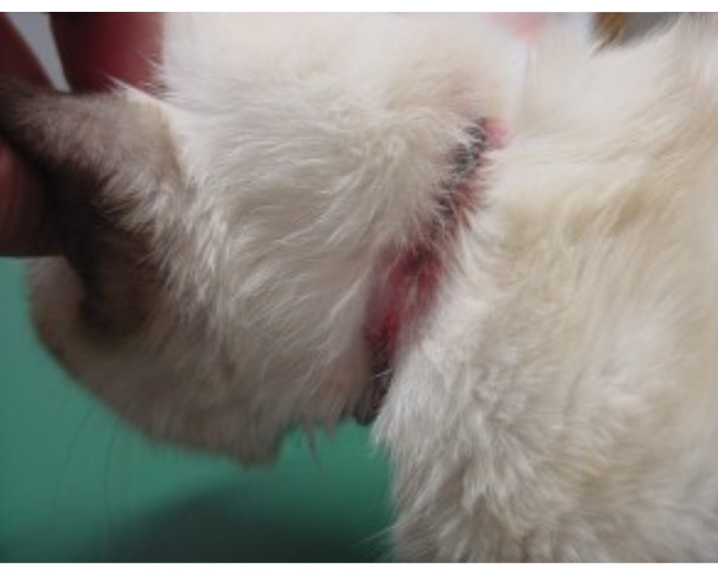 Kumi 愛犬 愛猫他ペットに首輪をしている場合 チェックをしていますか 子供の時は特に最長するので当初のサイズでは きつくて食い込み苦しいかもしれません 擦れて首の毛がなくなり炎症を起こしていたり 湿疹が出来ているかもしれません 首輪 犬