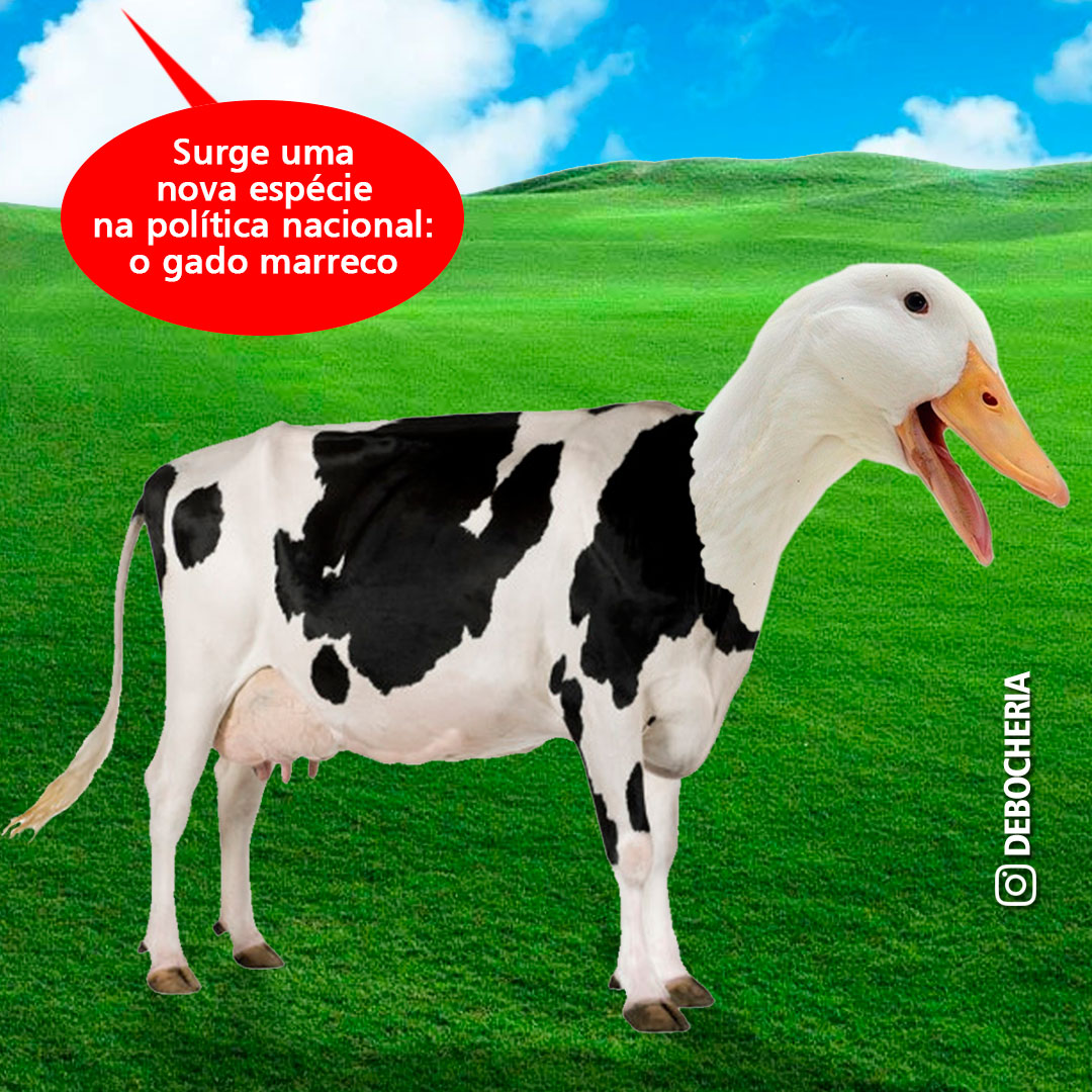 debocheria's tweet photo. Surge uma nova espécie na política nacional: o gado marreco https://t.co/7bmCEikkpp