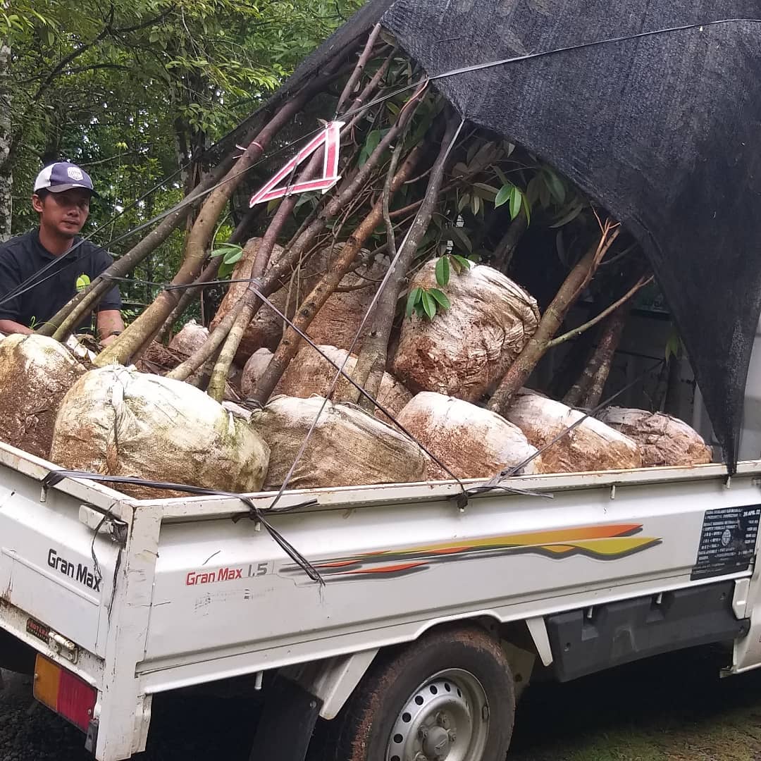 BibitIbram's tweet photo. Bibit durian bawor dan mk,anda berminat bbitnya atau ingin skedar konsultasi sputar bbit durian silahkan DM aja atau tlf/wa di no 081228693909 https://t.co/zmnfTR6fW2