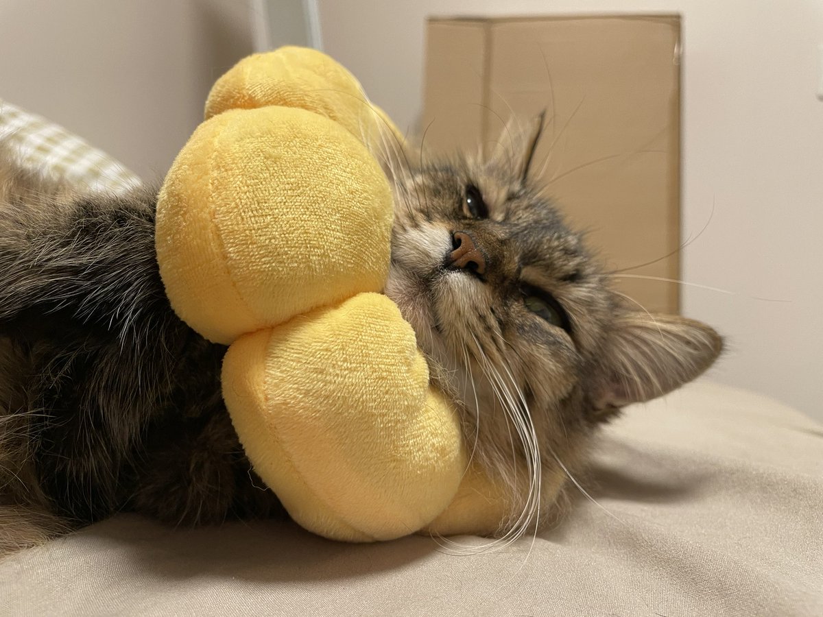nnmeow_'s tweet photo. ポン・デ・イヴちゃん♡♡

結膜炎だったときエリザベスカラーつけてると見た目がなんだか可哀想な感じだったので、柔らかいポンデリング買ってあげたら、枕にして上手く活用してて笑ってしまった😹

 #元野良猫  #保護猫   #猫のいる生活  #猫好きさんと繋がりたい https://t.co/ieGnUI1HjO