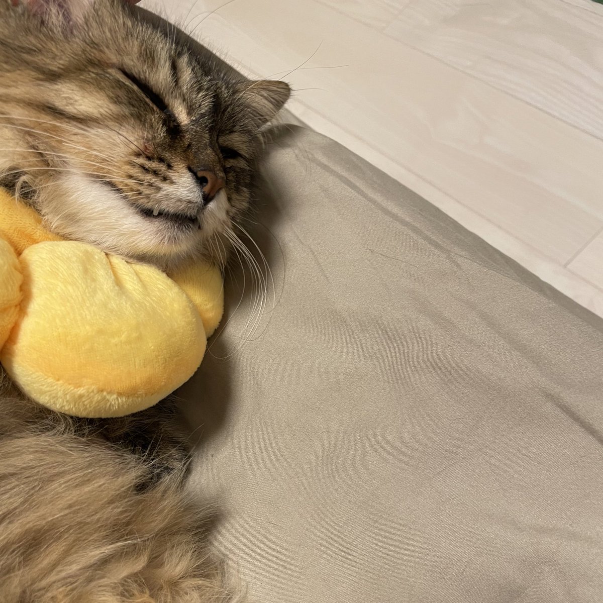 nnmeow_'s tweet photo. ポン・デ・イヴちゃん♡♡

結膜炎だったときエリザベスカラーつけてると見た目がなんだか可哀想な感じだったので、柔らかいポンデリング買ってあげたら、枕にして上手く活用してて笑ってしまった😹

 #元野良猫  #保護猫   #猫のいる生活  #猫好きさんと繋がりたい https://t.co/ieGnUI1HjO