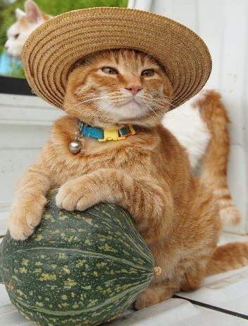 Ligue des Optimistes 🤗💙 tweet media