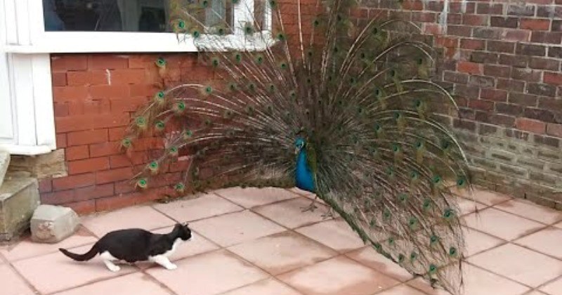 We love to see a fabulous bird with a big personality strutting its stuff, especially when it has an unlikely friend. In this case, Tom, a black and white male cat, encountered a peacock in the garden. No, this peacock was not a rare albino peacock or something crazy, but in… https://t.co/SFNpMfFTrY