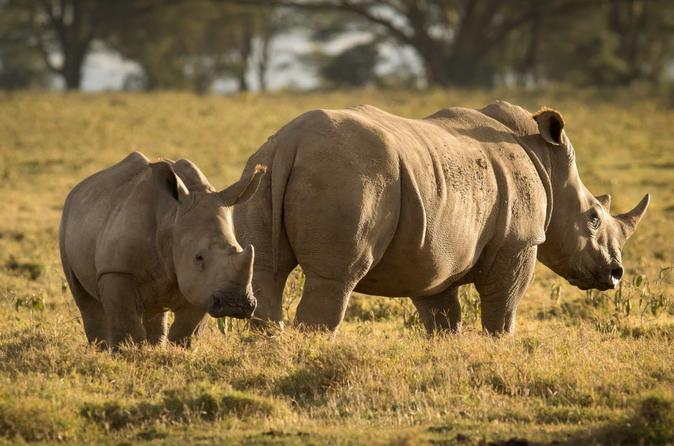 gorangaltd's tweet photo. Safari adventure exploring three top destinations in Kenya and Tanzania Mara is known for almost guaranteed sightings of the Big 5: Lion, Elephant, Leopard, Buffalo and Rhino. It is also popular for the annual migration of zebra and wildebeest which occurs from July to October. https://t.co/MmpmFD2o6U
