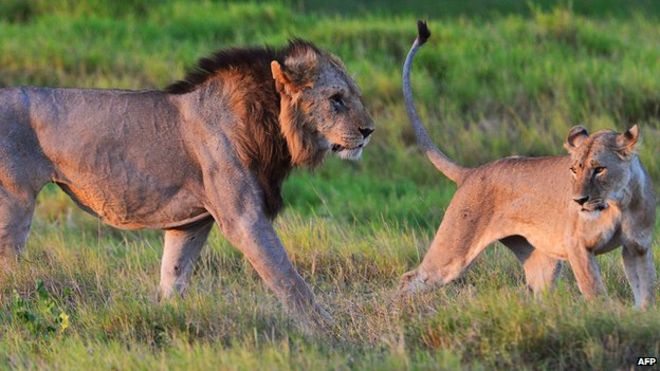 gorangaltd's tweet photo. Safari adventure exploring three top destinations in Kenya and Tanzania Mara is known for almost guaranteed sightings of the Big 5: Lion, Elephant, Leopard, Buffalo and Rhino. It is also popular for the annual migration of zebra and wildebeest which occurs from July to October. https://t.co/MmpmFD2o6U