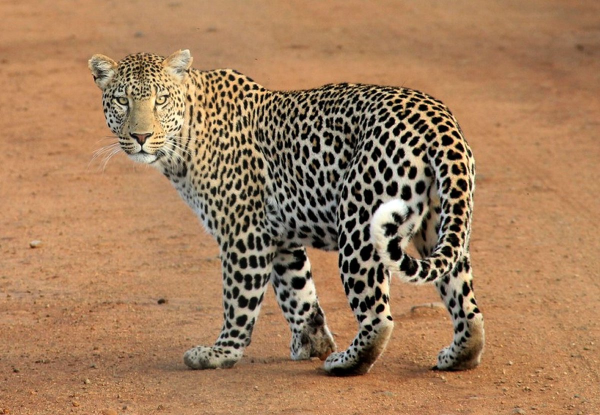gorangaltd's tweet photo. Safari adventure exploring three top destinations in Kenya and Tanzania Mara is known for almost guaranteed sightings of the Big 5: Lion, Elephant, Leopard, Buffalo and Rhino. It is also popular for the annual migration of zebra and wildebeest which occurs from July to October. https://t.co/MmpmFD2o6U