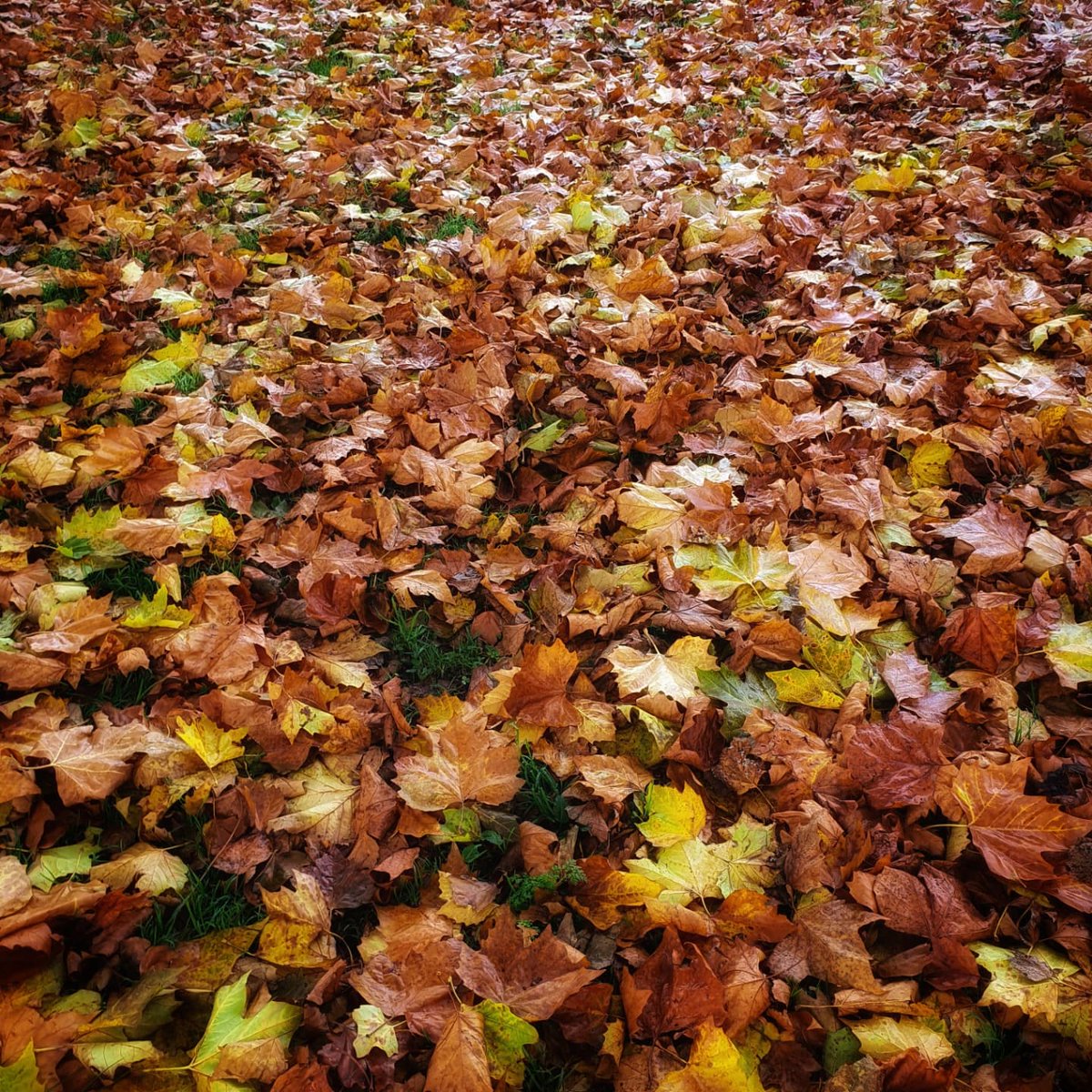 Autumnal vibes on a Thursday morning. #park #beautiful #quiet #colours #leafs #autumn