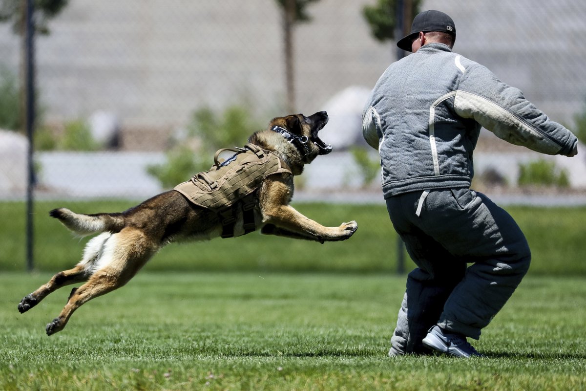 Homnilife_US's tweet photo. Dogs are often called upon to assist in law enforcement.These impressive animals come from generations of dogs specifically bred to perform the complicated tasks that police dogs are required to accomplish. #dogs #BelgianMalinois #GermanShepherdDogs #Bloodhounds #DutchShepherds https://t.co/N1P064aFyd