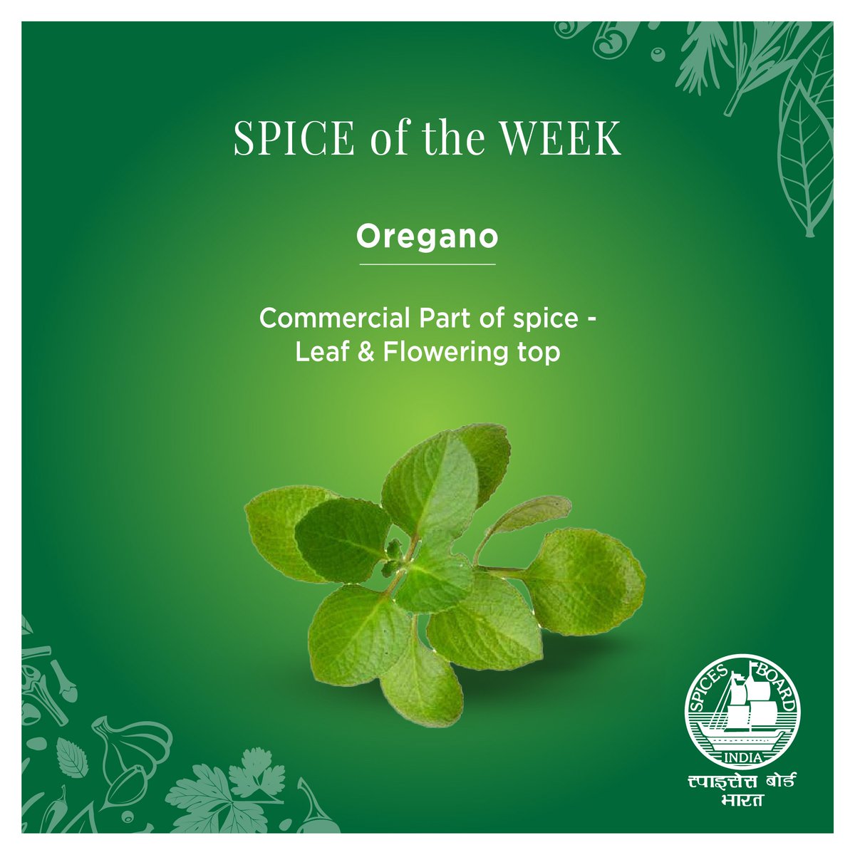 Spices_Board's tweet photo. Oregano is used as a flavour ingredient in meat, sausages, salads, dressings, stews, soups, and pizza as well.
#spiceoftheweek
#spicesboardindia #spices #oregano #spicelove
@DoC_GoI https://t.co/qEDvHMAEXX