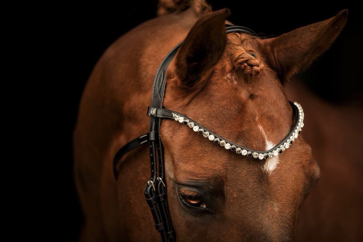 IceEquestrian's tweet photo. Hello Beautiful!! 🤩

Sparkle brilliantly snd shine brightly in our new Preciosa 8mm Slender Euphoria!! 👌

https://t.co/36kOIouQ4b

#bling #horsefashion #equestrian #horse #photo #photography #photoshoot #iceequestrian #wearitwithice https://t.co/Z4Qxi6vMKx