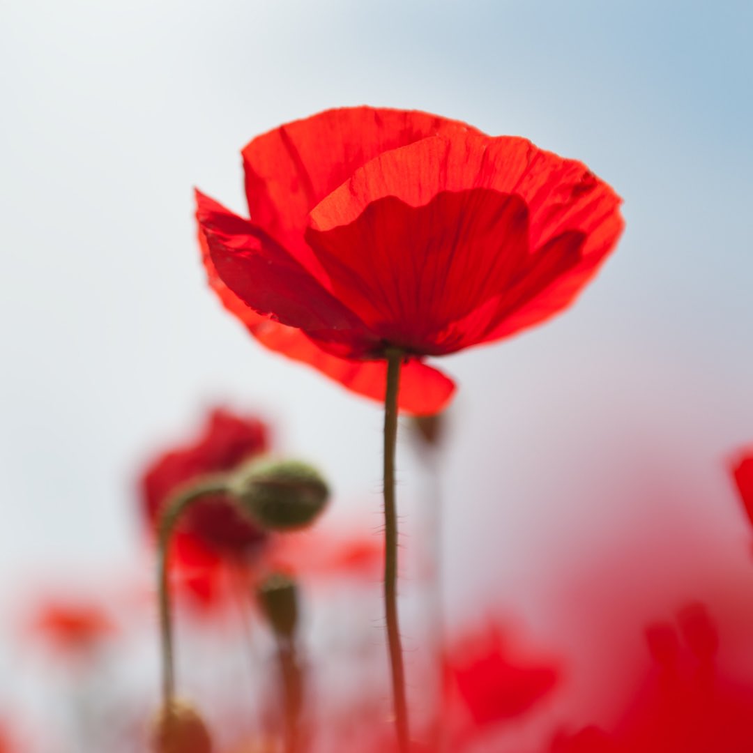 Remembering the courage of our heroes #LestWeForget