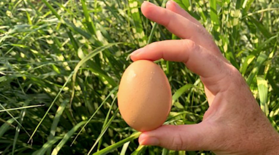 What does good food mean to you? To us, it’s everything. Inspired by the humble egg, we’ve been working with the <a href="/UN/">United Nations</a> to raise awareness ahead of COP26 and their first ever #Food Summit. Check it out…

vimeo.com/639021610

#foodsystem #foodinsecurity #food #GoodFood4All