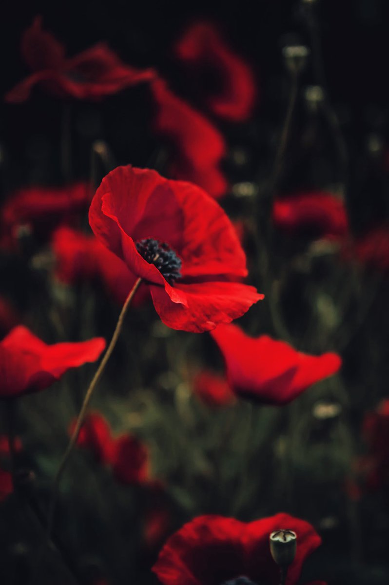 When you go home, 
Tell them of us and say,  
For your tomorrow, 
We gave our today.

#ArmisticeDay #44Sqn #Rhodesia #RAF

#ThunderboltsAreGo