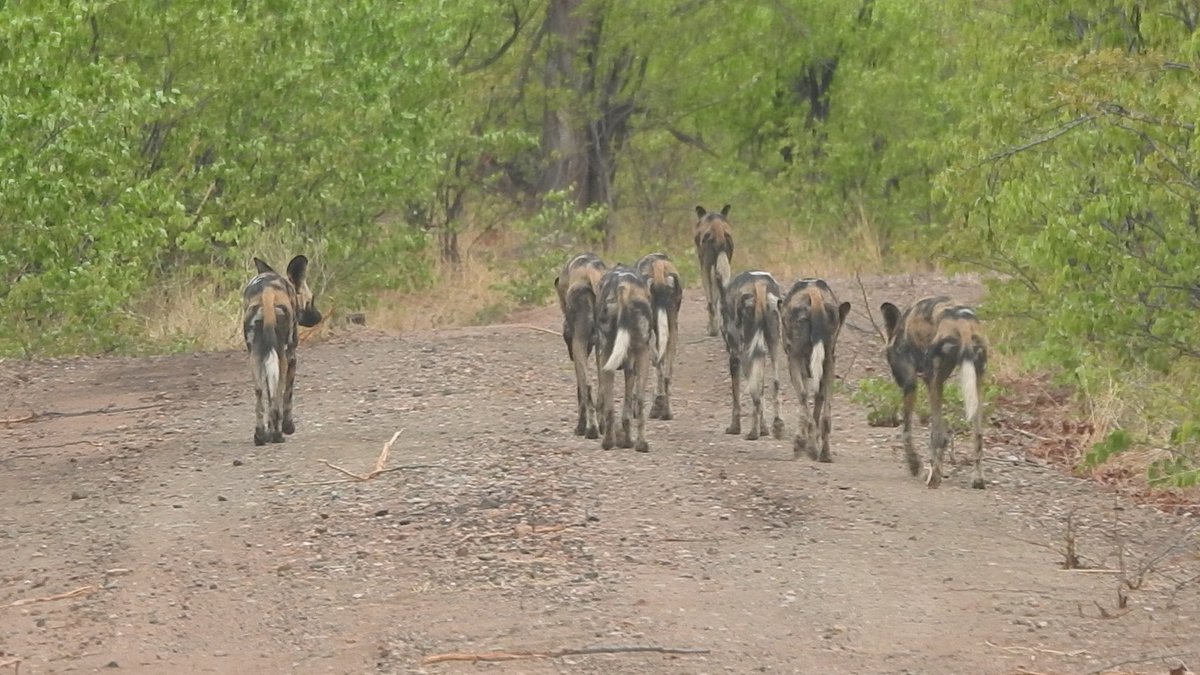 Another wonderful Dog Day morning for our tracker in Sinamatela, Wahington Moyo. An exciting sighting of the Luckodet pack, Drone, Laweta, Subira, Ochi, Letwin, Bridget, Spotty and Leonard, near the Boabab pan and all looking healthy and with full bellies!

#savethepainteddog