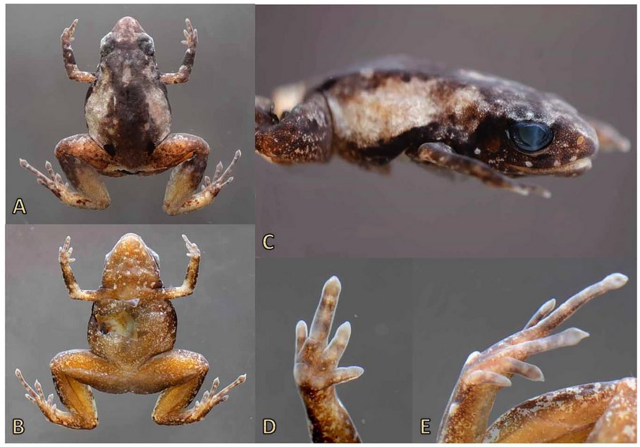 DiversityMDPI's tweet photo. #DiversityMDPI, A good publication"A New Species of Terrestrial-Breeding Frog (#Amphibia, #Strabomantidae, Noblella) from the Upper Madre De Dios Watershed, Amazonian Andes and Lowlands of Southern Peru " at the link: https://t.co/YSamjU1dQl https://t.co/UPIjl3EM8c