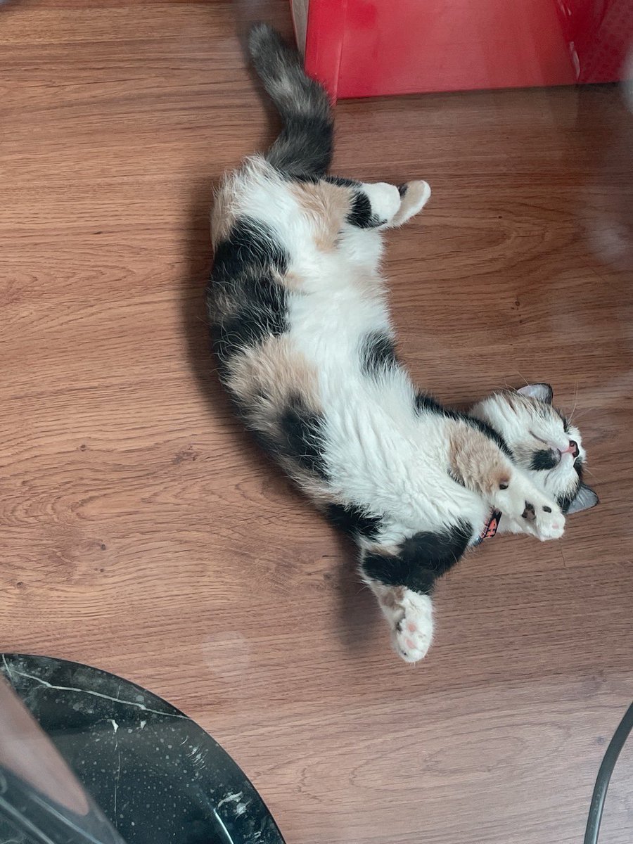 Y_queserasera's tweet photo. え〜っと…
#munchkin #sleepingcat #マンチカン　＃ねぼけ ＃爆睡 ＃寝相 https://t.co/PXO10Sl8V4