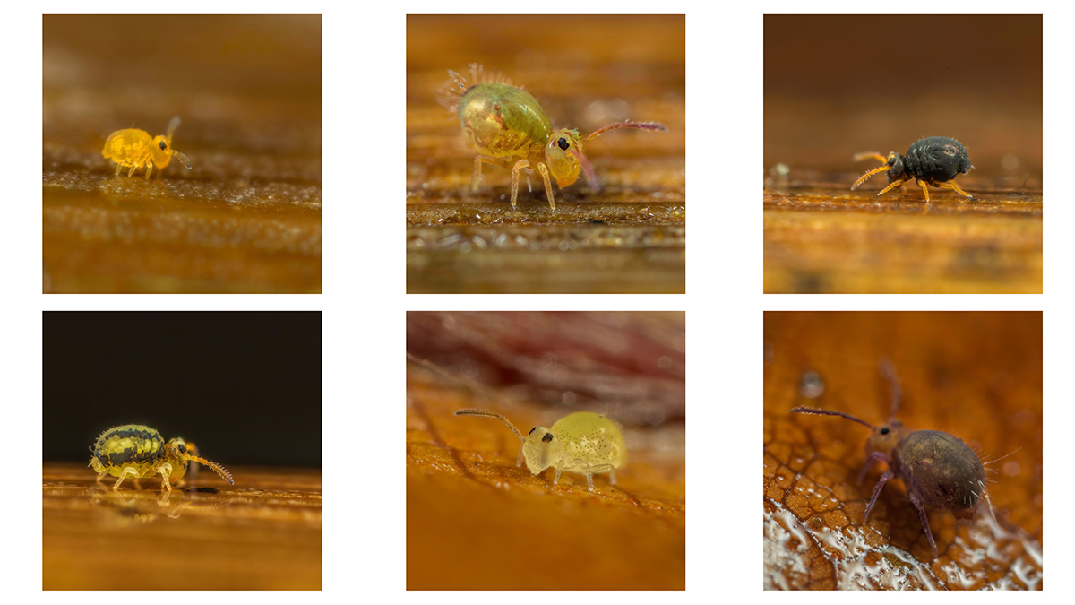 Ed_P_Wildlife's tweet photo. An interesting selection of globular springtail species found during my garden hunt this morning. All under fallen Beech leaves on the lawn. #Collembola #Globbies https://t.co/yRc3Tsk2zz