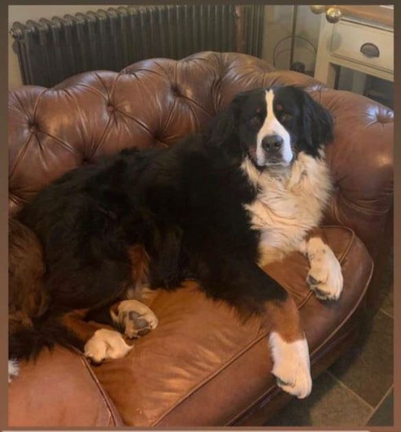 Good News! This is Teddy the #Burnese Mountain Dog - his family have been frantic with worry after he ran off four days ago (spooked by fireworks).  He's been found safe and well in a disused swimming pool on the #Cornwall / #Devon border 

#dogsoftwitter