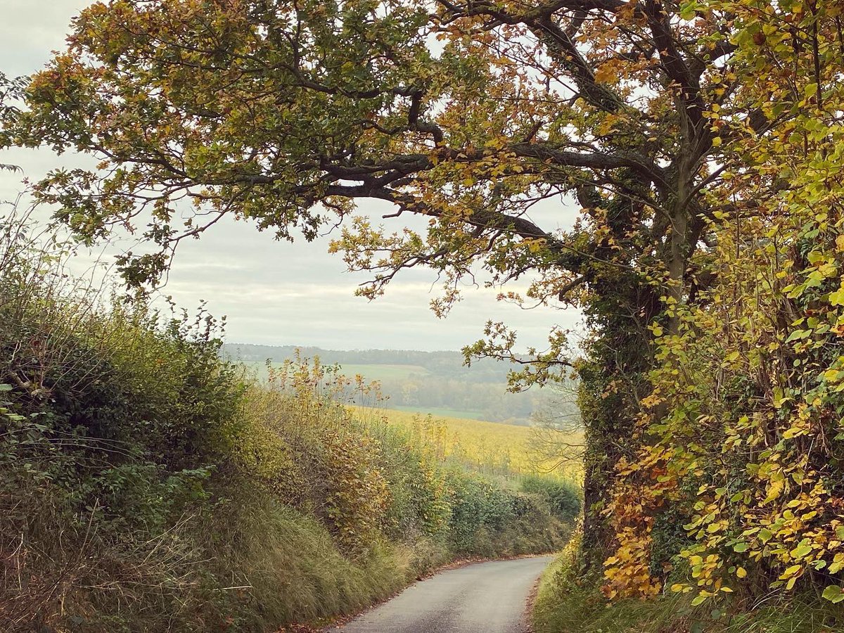 WalkinginKent's tweet photo. New House Lane on the Chartham Downs. (No houses though)
.
.
.
#newhouselane #chartham #charthamdowns #ancientwoodland #canterbury #autumnwalk  #kent #kentaonb #kentdowns #kentareaofnaturalbeauty  #fields #kentcountryside #kentlandscape #landscapephotography #landscape #kentdowns https://t.co/NUloc8upX5