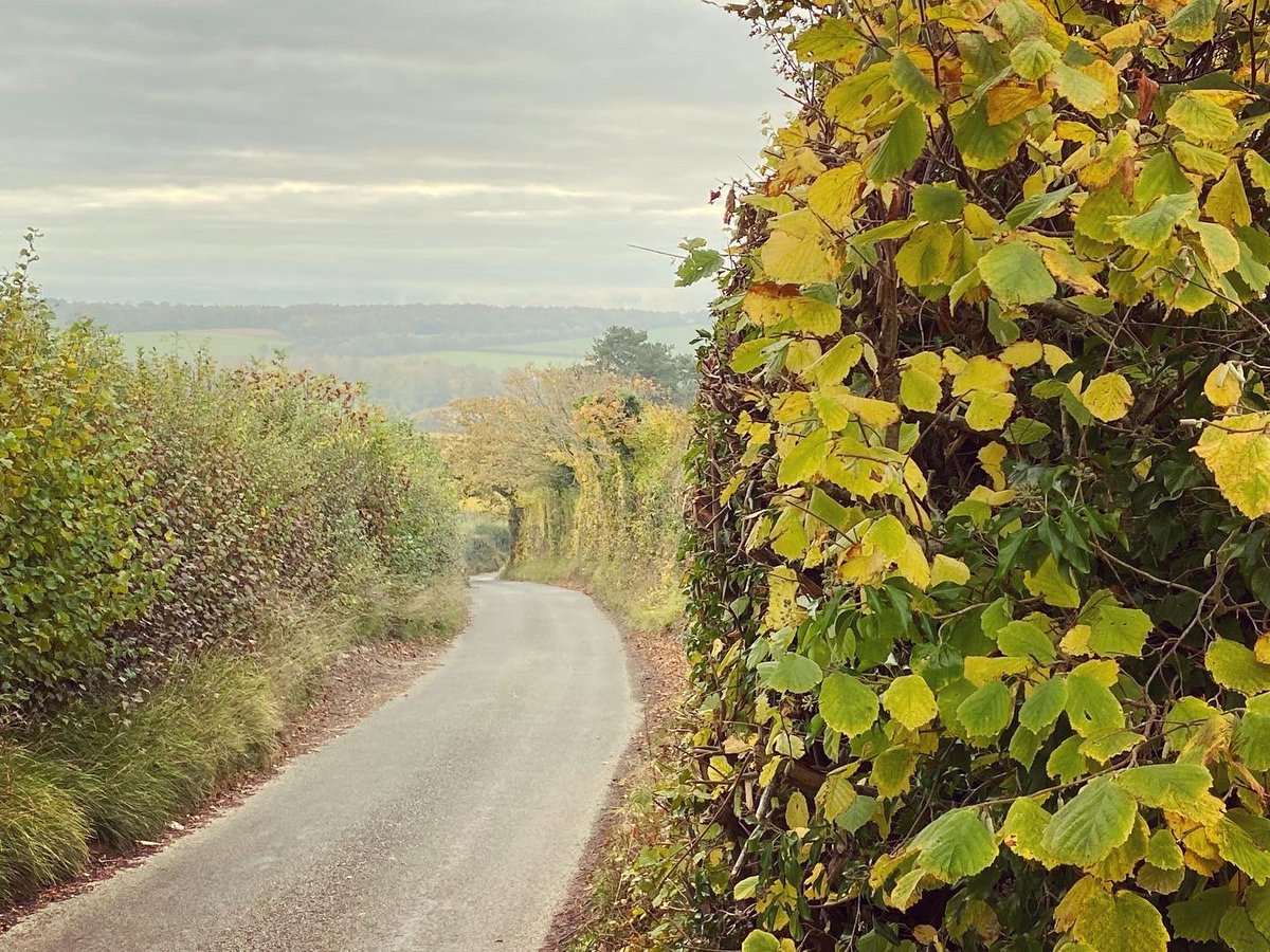 WalkinginKent's tweet photo. New House Lane on the Chartham Downs. (No houses though)
.
.
.
#newhouselane #chartham #charthamdowns #ancientwoodland #canterbury #autumnwalk  #kent #kentaonb #kentdowns #kentareaofnaturalbeauty  #fields #kentcountryside #kentlandscape #landscapephotography #landscape #kentdowns https://t.co/NUloc8upX5
