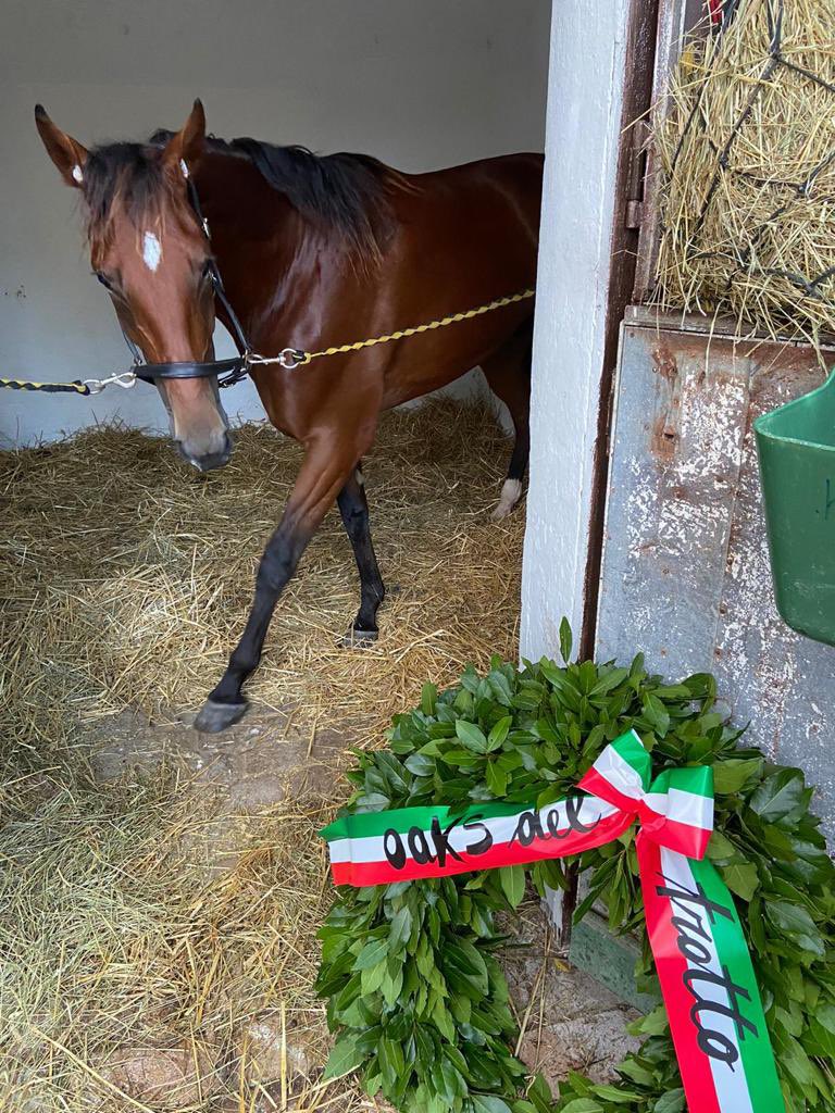 AllevIlGrifone's tweet photo. Probabile prossimo impegno di Betta Zack, il Prix de Picardie il 25 novembre a @vhpofficiel #ippica #Grif #Betta #Letrot https://t.co/hVTAfvOBIM
