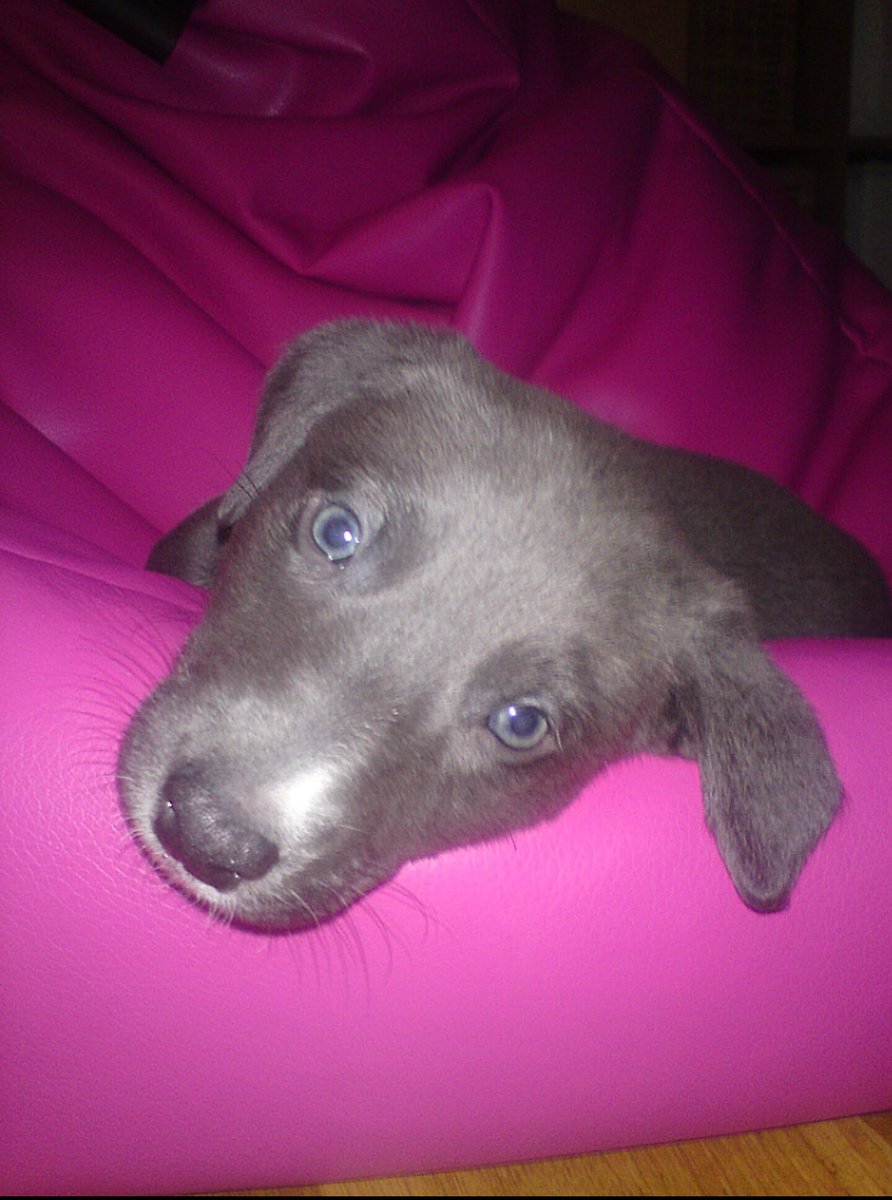 jsfox8's tweet image. 10 years ago after living with cats my whole life, the kids said they wanted a dog, and the school dinner lady says the last one is ours if we want him. I wasn&apos;t too sure, but he turned out to be the best friend I could ever wish for
#ShareAStoryInOneTweet