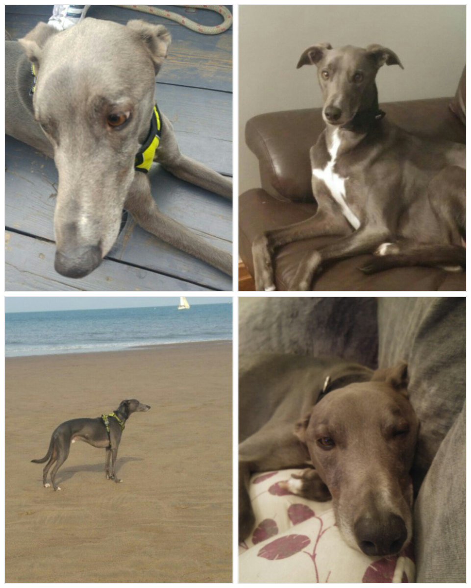 jsfox8's tweet image. 10 years ago after living with cats my whole life, the kids said they wanted a dog, and the school dinner lady says the last one is ours if we want him. I wasn&apos;t too sure, but he turned out to be the best friend I could ever wish for
#ShareAStoryInOneTweet