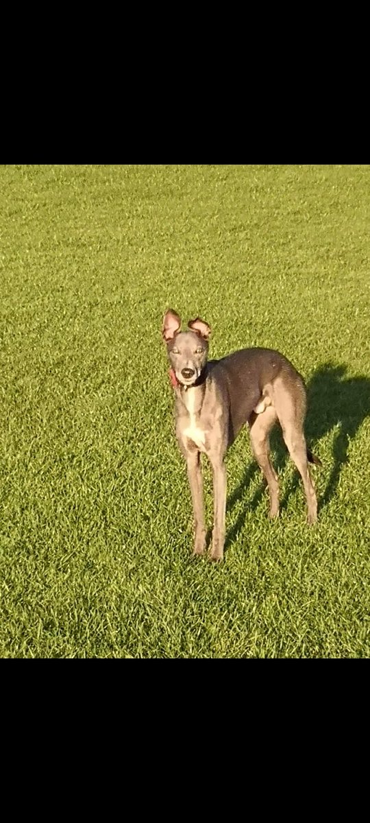 jsfox8's tweet image. 10 years ago after living with cats my whole life, the kids said they wanted a dog, and the school dinner lady says the last one is ours if we want him. I wasn&apos;t too sure, but he turned out to be the best friend I could ever wish for
#ShareAStoryInOneTweet