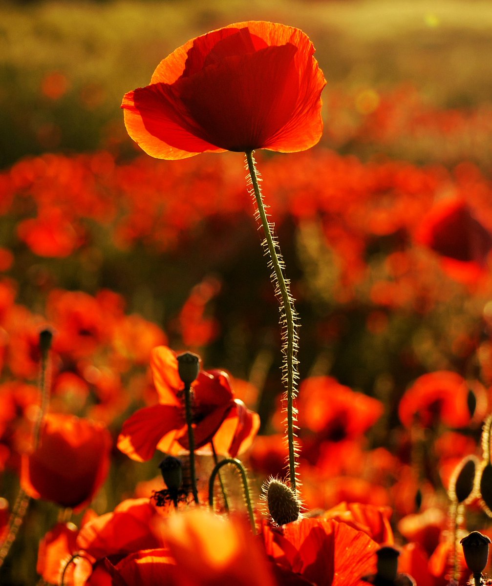 Jbasphotography's tweet photo. Lest we forget

#RemembranceDay2021
#armisticeday https://t.co/w2jcu6BWxV