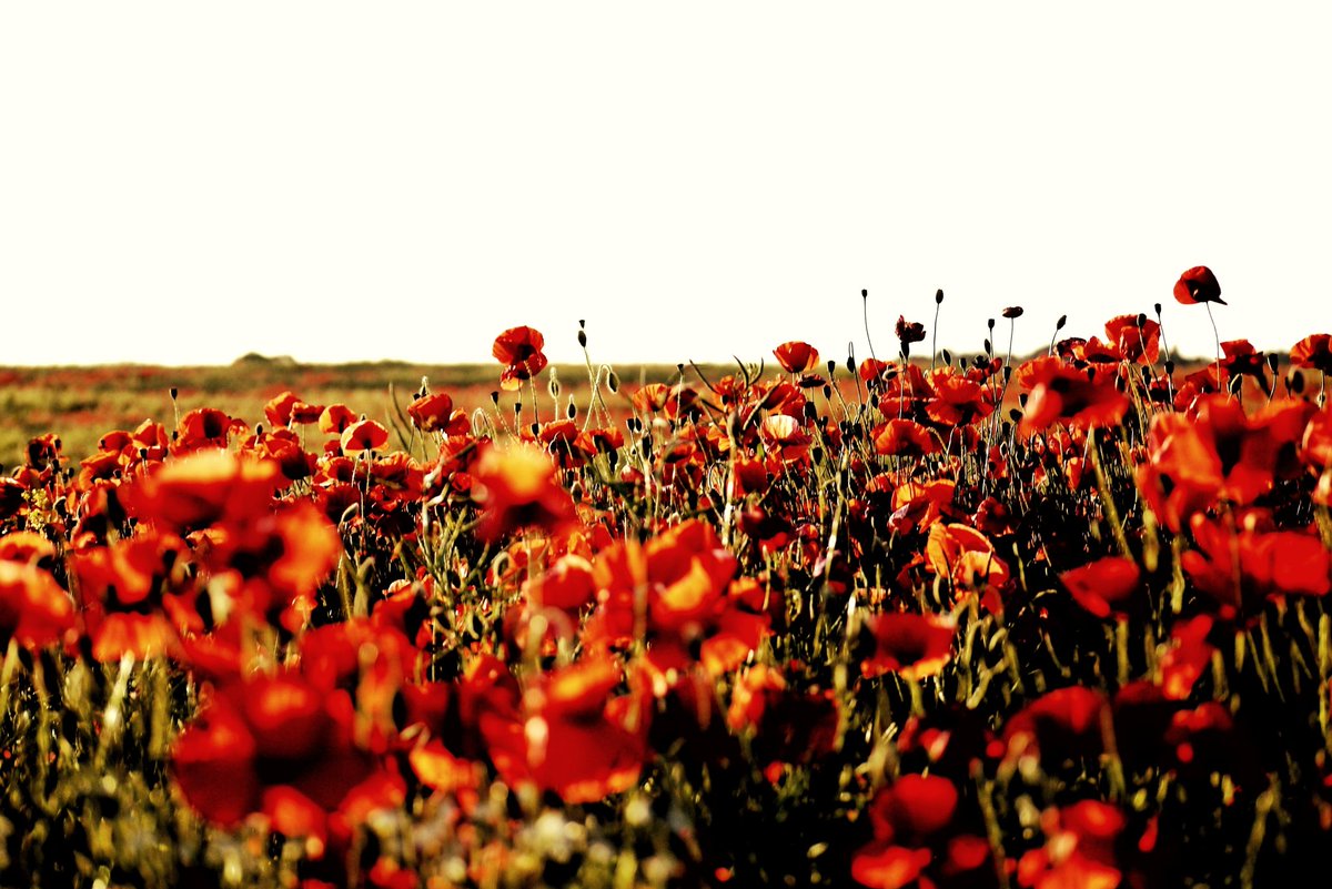 Jbasphotography's tweet photo. Lest we forget

#RemembranceDay2021
#armisticeday https://t.co/w2jcu6BWxV