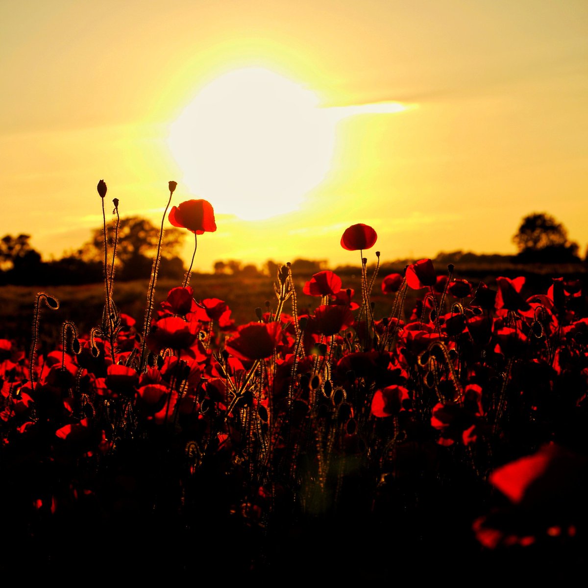 Jbasphotography's tweet photo. Lest we forget

#RemembranceDay2021
#armisticeday https://t.co/w2jcu6BWxV