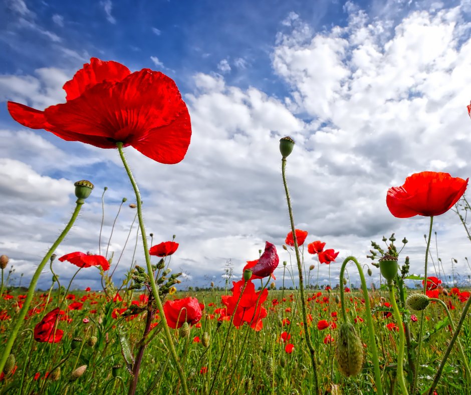 Family Law Group offices will be marking 2 minutes silence today to remember the service and sacrifice of our Armed Forces, veterans and their families.