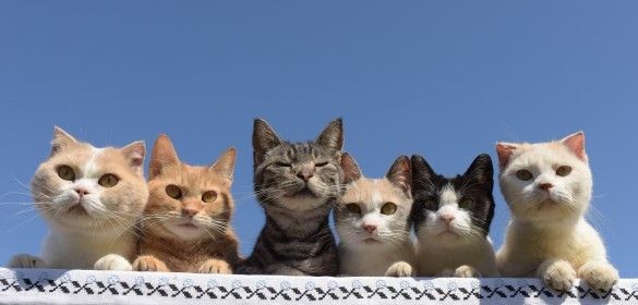 sayoriloovesyou's tweet photo. до-о-о-оброго дня!!!(ﾟ▽＾*)☆
как проходит ваш день??? что интересного происходит?? 
пообедайте пожалуйста, хорошо??(´･ω∩`*) https://t.co/B9eLyc2M1S