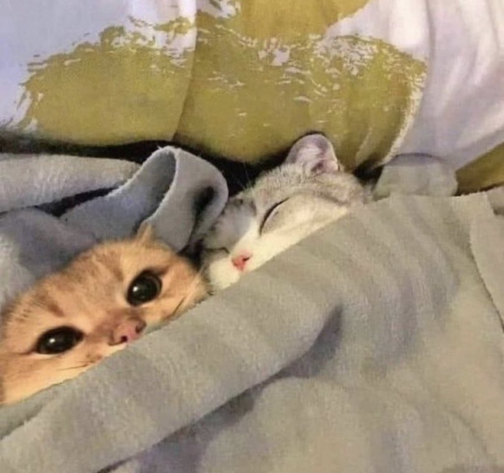 Obsessed with cats (@catssobsessed) on Twitter photo 