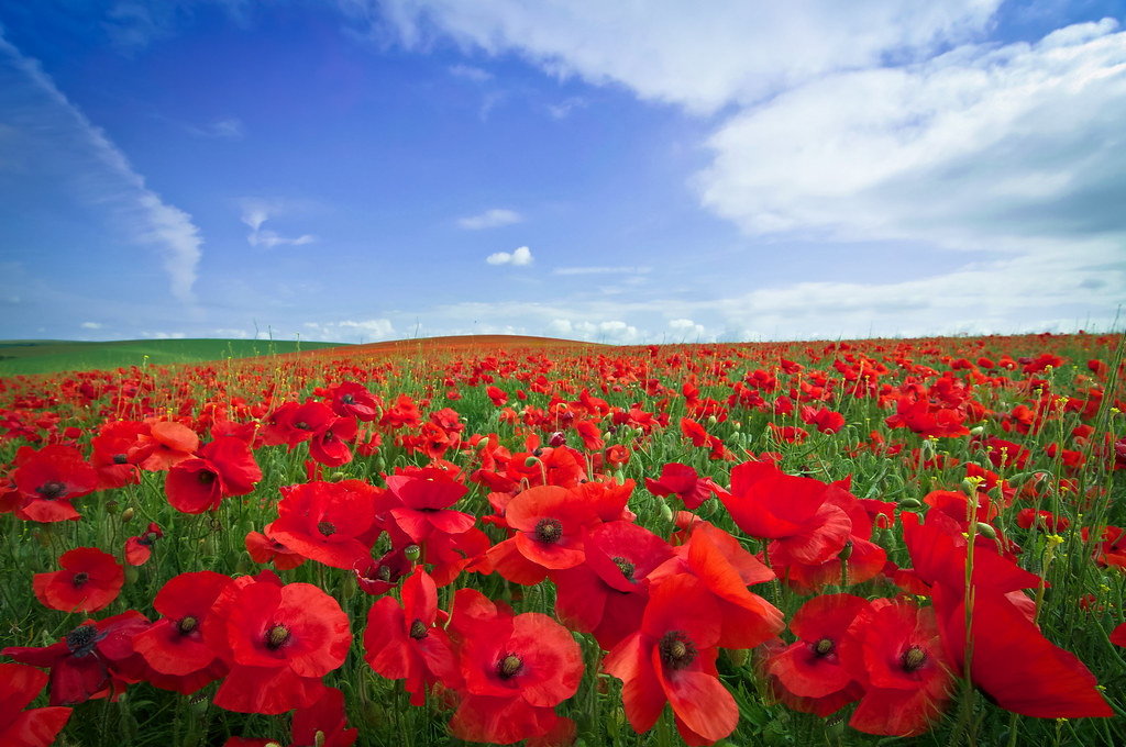 mycountryeurope's tweet photo. Today marks 103 years since the Armistice put an end to the fight in the Great War.

Lest we forget.

📷 Flickr simon_ingram https://t.co/FlMkqWB5h0