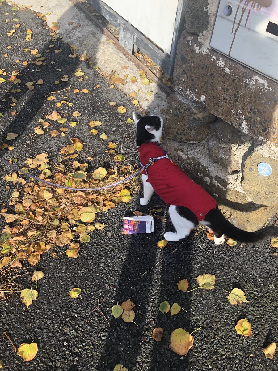 svtcheolggu's tweet photo. cw // cat chat
we walked our cat and a guy talked to us and said he was cute !!
#heartsforhuni #dayswithdonggu https://t.co/LzGltXVvBm