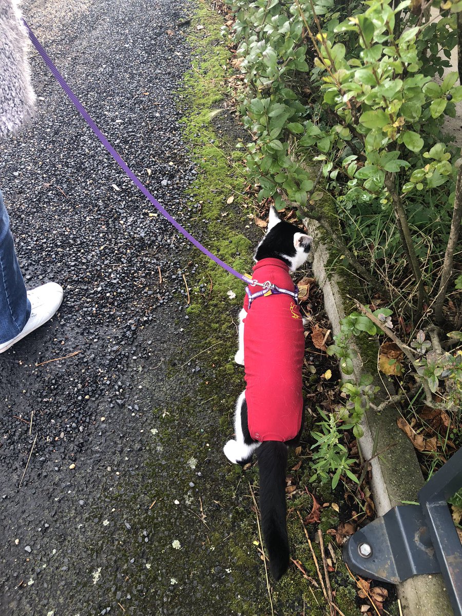 svtcheolggu's tweet photo. cw // cat chat
we walked our cat and a guy talked to us and said he was cute !!
#heartsforhuni #dayswithdonggu https://t.co/LzGltXVvBm